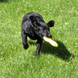 Labrador Retriever Puppies from Lorlyn Labradors