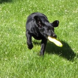 Labrador Retriever Puppies from Lorlyn Labradors