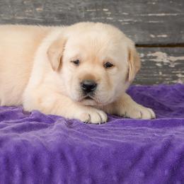 Girl 1 - Yellow female Labrador Retriever puppy in Mississippi from Sure Shot English Labs
