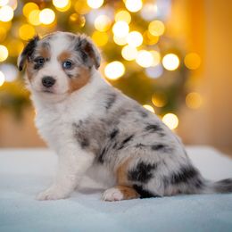 Bunny - Blue merle female Miniature American Shepherd puppy in Niles, Michigan from Impression Dogs