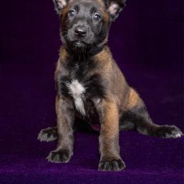 Black - Fawn sable female Belgian Malinois puppy in Ellerbe, North Carolina from Grand Prix Kennel
