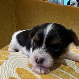 Draco - Parti male Yorkshire Terrier puppy in Waldorf, Maryland from Luv My Yorkies, LLC