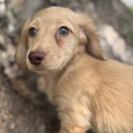 Baker - Cream male Dachshund puppy in Bentonville, Arkansas from T & D Dachshunds by design