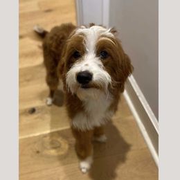 Scout - Goldendoodle