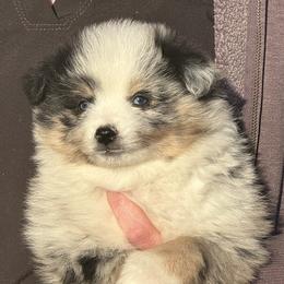 Miniature Australian Shepherd Puppies from Double-P Aussies