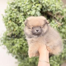 Remi - Orange sable female Pomeranian puppy in Phoenix, Arizona from Luxpomz