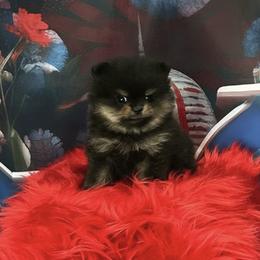 Lexie - Black and tan female Pomeranian puppy in Lyons, Georgia from Its a Poms Life Kennel