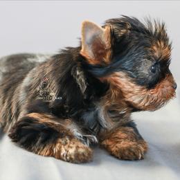 Yorkshire Terrier Puppies from Essence of Grace Yorkies