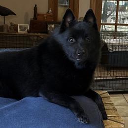 Vivica - Schipperke