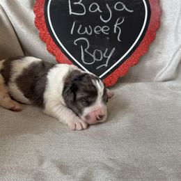 Baja - White and brown male Saint Berdoodle puppy in Traverse City, Michigan from Bare Paws Saint Berdoodles