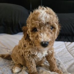 Harley - Apricot male Goldendoodle puppy in Archbold, Ohio from Wurster's Mini Wee Doodles