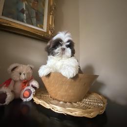 Boy 3 - male Shih Tzu puppy in Troy, Michigan from "Shihtzu Best Friend"
