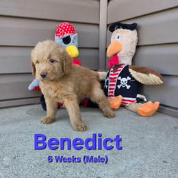 Benedict - Red male Labradoodle puppy in Genoa City, Wisconsin from Sakura Pups