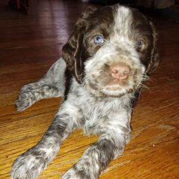 Miss Carol - Liver white and roan female English Springer Spaniel puppy in Kingsport, Tennessee from Leandra's English Springer Spaniels