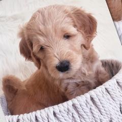 Girl 2 Candy - Goldendoodle puppy in Grantville, Pennsylvania from Hershey PAw Doodles