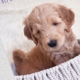Girl 2 Candy - Goldendoodle puppy in Grantville, Pennsylvania from Hershey PAw Doodles