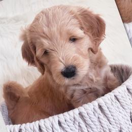 Girl 2 Candy - Goldendoodle puppy in Grantville, Pennsylvania from Hershey PAw Doodles