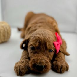 Pink Collar Female- Poppyseed - Red  female Goldendoodle puppy in Monroe, North Carolina from Doodle Darlings