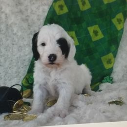 Sheepadoodles and Toy Australian Shepherds from Yvette Pendleton