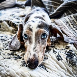 Opal - Dachshund