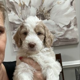 Lilly - Parti female Springerdoodle puppy in Murrells Inlet, South Carolina from SpringerDoodles at the Beach