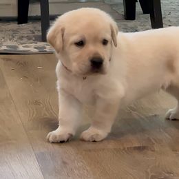 Labrador Retriever Puppies from Pride Rock Labradors