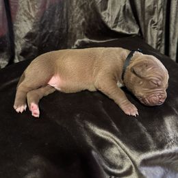 FENDI - Brown female American Bully puppy in Texas from TEXAS BULLY FAMILY