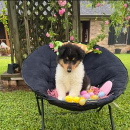 Preacher - Black white and tan Collie puppy in Carencro, Louisiana from Cajun Bayou's Collies