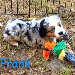 Frank - Blue merle male Miniature American Shepherd puppy in Prairie Grove, Arkansas from IQ Farms