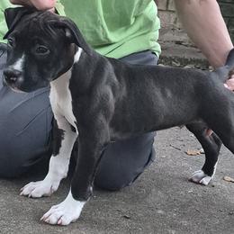 American Staffordshire Terrier puppies from Shaner's Amstaffs