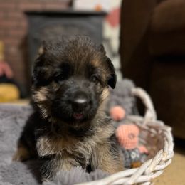 Red girl - Black and tan female German Shepherd puppy in La Salle, Colorado from Pure Heart German shepherds