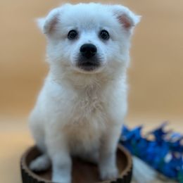 Sea Salt Coconut - White male American Eskimo Dog puppy in Valrico, Florida from Shadow Kennels