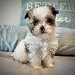 Shih Tzu, Shorkie, Yorkipoo, and Yorkshire Terrier Puppies from Little Rascal Ranch