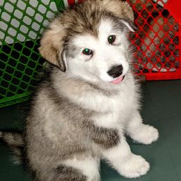 Alaskan Malamute Puppies from Edgend Alaskan Malamutes
