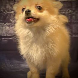 Pomeranian and Pomsky Puppies from Pom Pom Pomskies-TN
