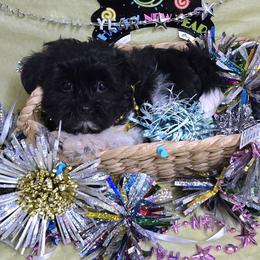 Black spotted girl - Black and white female Havanese puppy in Vinita, Oklahoma from Locust Creek Shih Tzu & Havanese