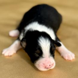 Savannah - Black tri-color female Australian Shepherd puppy in Beaverdam, Virginia from Cimmarun Farm Aussies