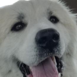 Callie, or Calla Lily - White female Great Pyrenees puppy in Bon Aqua, Tennessee from Joel's Farm LLC