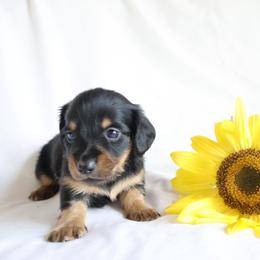 Dusty - Black and tan male Dachshund puppy in Fredericksburg, Ohio from William's Dachshunds