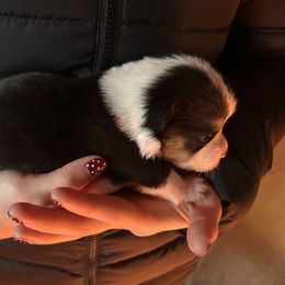 Boy 5 - Black and tan male Pembroke Welsh Corgi puppy in Honey Grove, Texas from JK Ranch Corgis