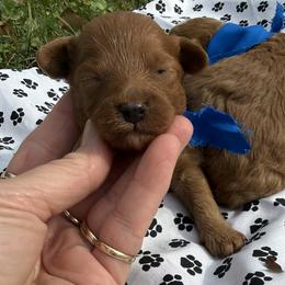 Boy 2 - Red male Cavapoo puppy in Cottondale, Florida from Pat’s precious puppies