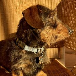 Boris - Dachshund
