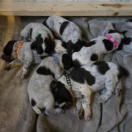 German Wirehaired Pointer Puppies from Show Me Kennels