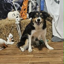 Border Collie All Grown Up from LaTiKi Border Collies