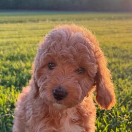 Cedar - Brown and white female Bernedoodle puppy in Copenhagen, New York from Moser’s Mapleridge Farm