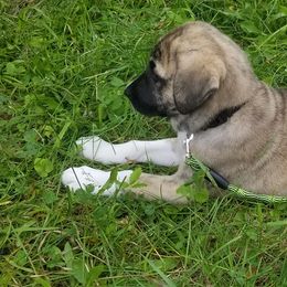 Anatolian Shepherd Dog Puppies from North Star Kinders