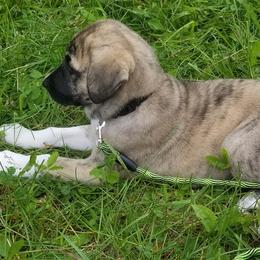 Anatolian Shepherd Dog Puppies from North Star Kinders