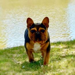 Mojo - French Bulldog