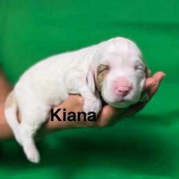 Kiana - Caramel ice female Australian Labradoodle puppy in Alamo, Texas from QuiSal Labradoodles