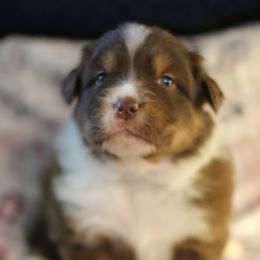 Australian Shepherd Puppies from Cloverdale Australian Shepherds